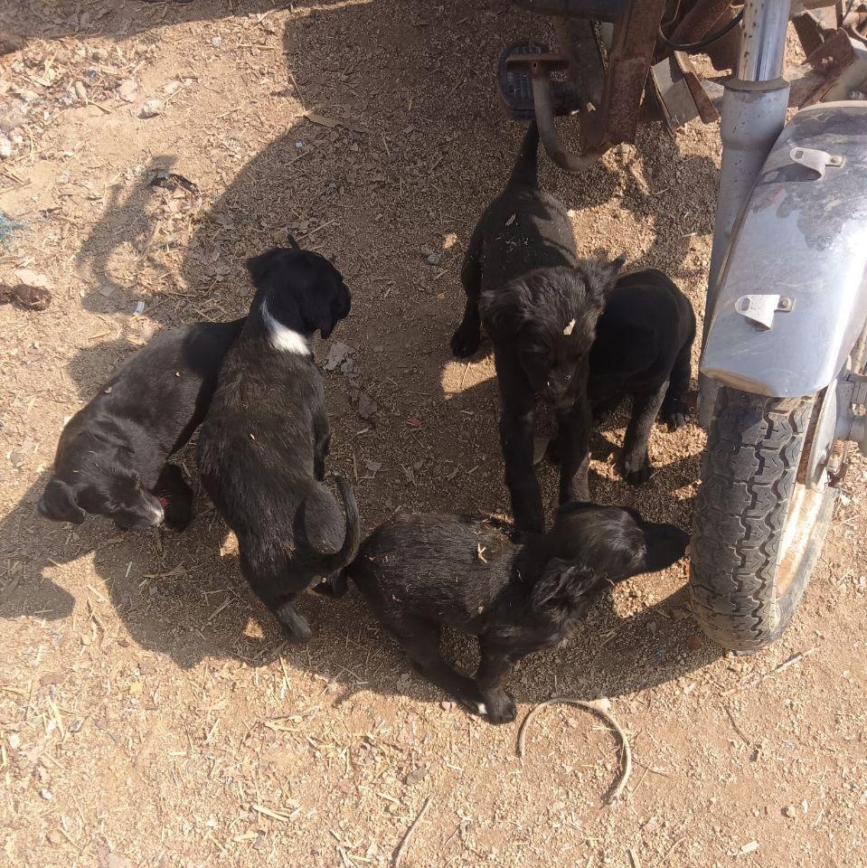 临沂地区处理24年谷王联合收割机