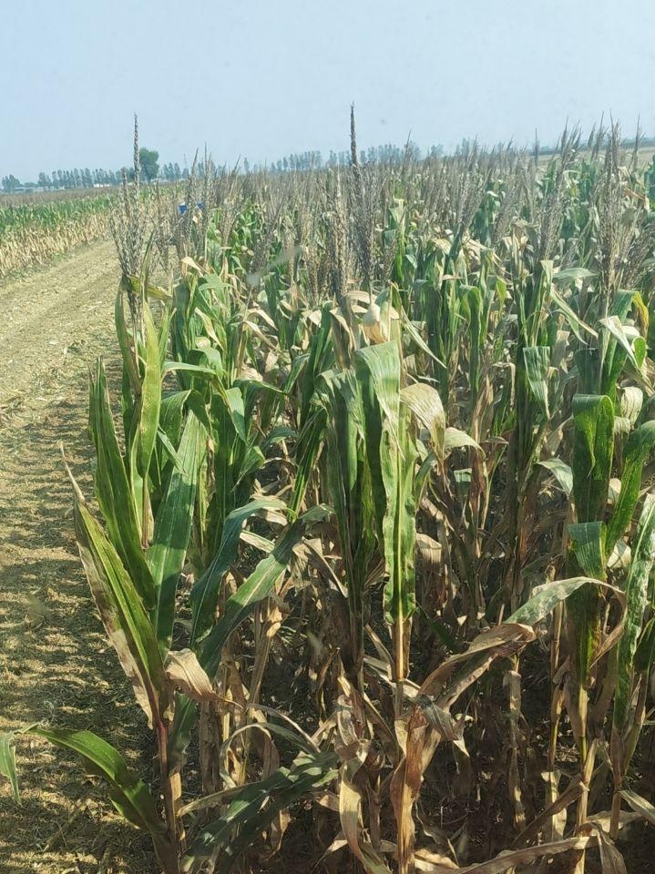 邢台地区处理哈克四行