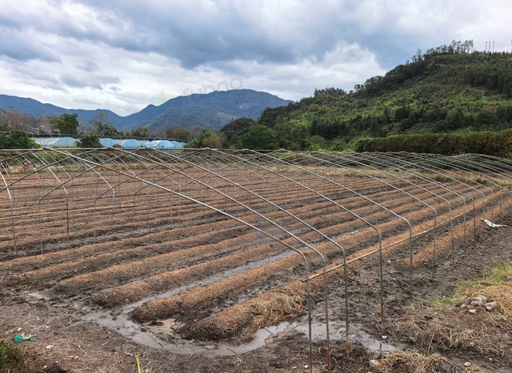 南平市地区处理三十亩大棚钢管架